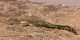 Tanzanie - 2010-09 - 220 - Serengeti - Crocodile